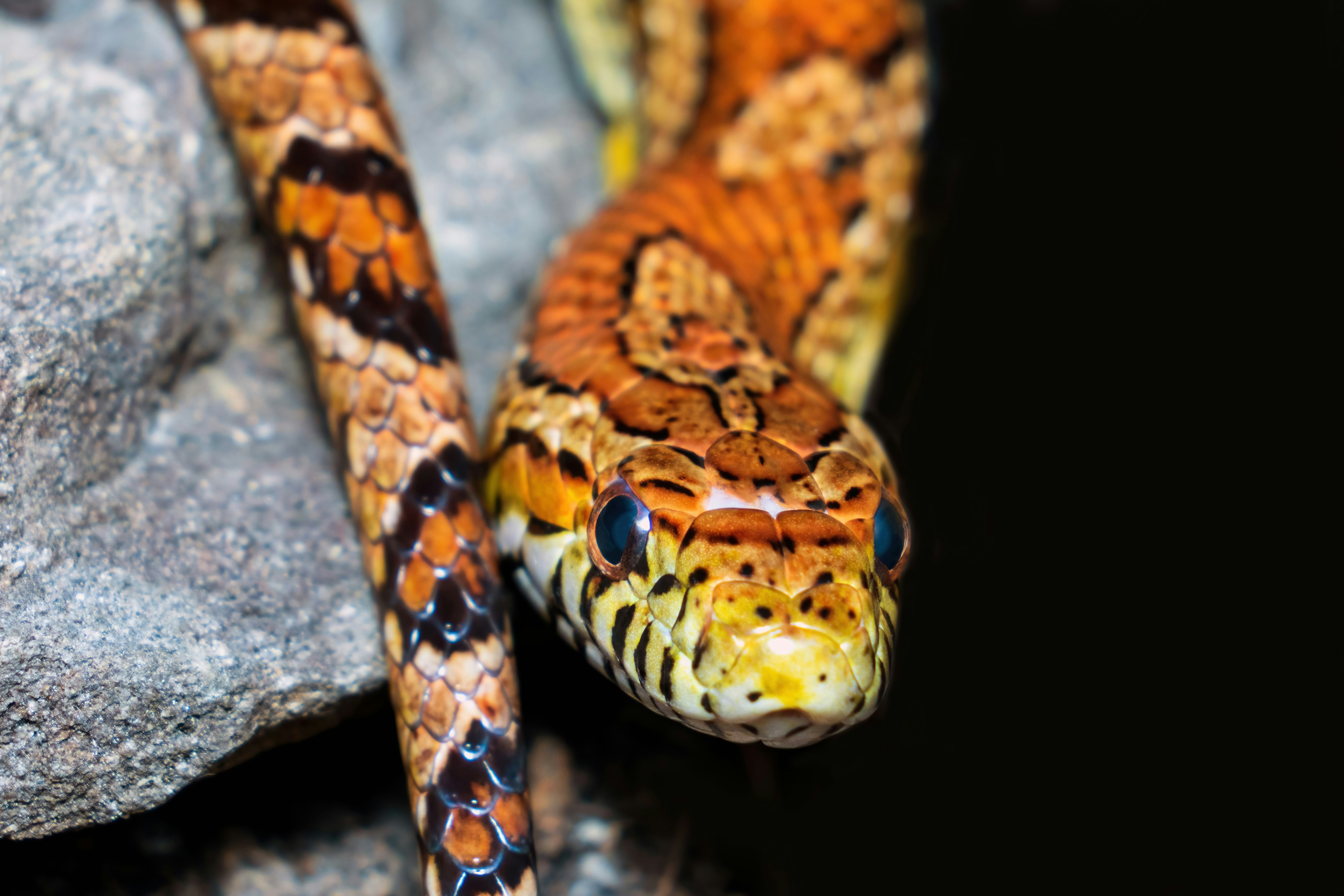 Corn snake close-up